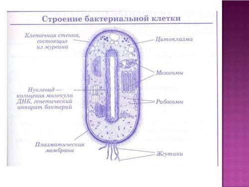 Сделай вывод о признаках бактерий на примере сенной палочки.