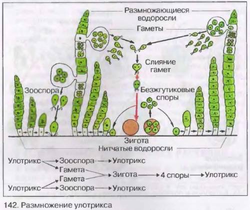 20 при половом размножении улотрикса гаметы выходят в воду и попарно сливаются. какие гаметы обычно