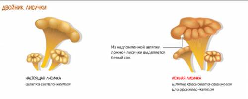 Как разлечать грибы и ложные грибы? (двойников как разлечать? )