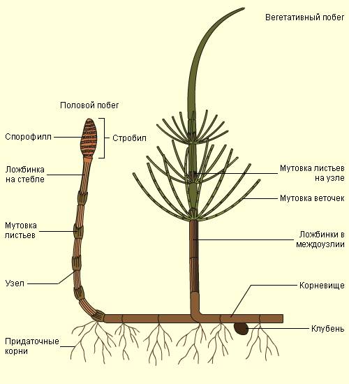 Хвощ полевой строение тела (какие органы есть и в какой мере развиты)