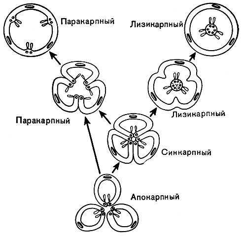 Нужна ваша эволюция апокарпного гинецея