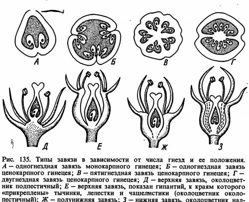 Нужна ваша эволюция апокарпного гинецея