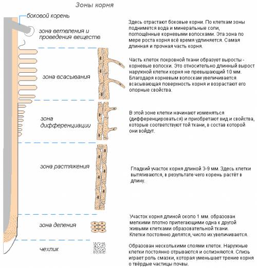 Как корни всасивают из почвы воду и минеральные вещесива