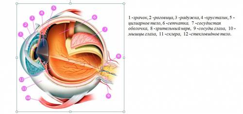 Сообщение на тему глаз и зрение ответы