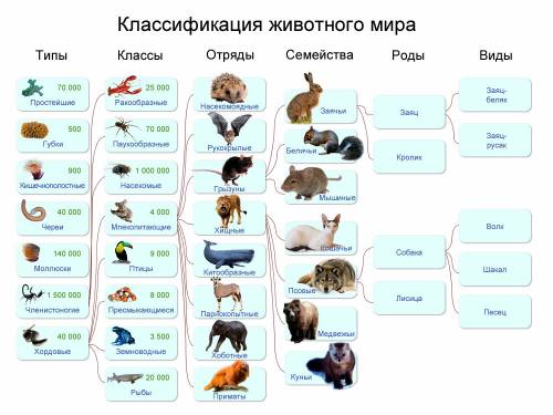 Многоклеточные животные. теория происхождения. классификация