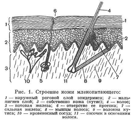 Сравните строение кожи млекопитающих и пресмыкающихся и укажите различие