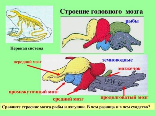 Упредставителей какого класса позвоночных животных ведущим отделом является средний мог