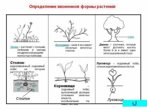 Определители жизненную форму(внешний вид,облик) любого цветкового растения - дерево,кустарник,травян