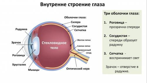 Какой структурой глаза образована радужка 1)белочной оболочкой 2)сосудистой облочкой 3)стекловидным