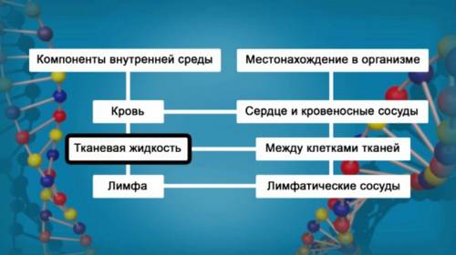 Внутреняя среда организма человека значение и состав крови