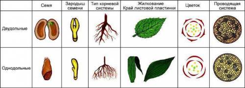 Отличия однодольных и двудольных цветов