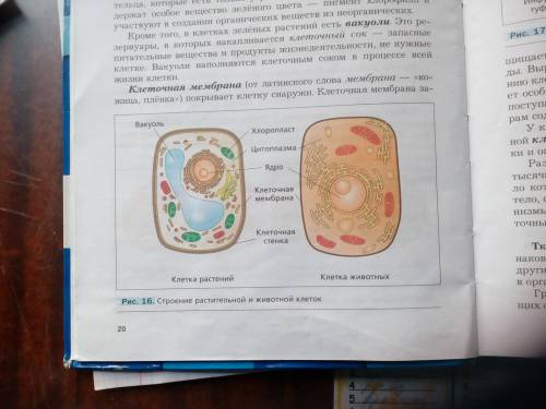Клетка основная жизнь рассказать о клеточном строении растений