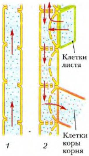 Наглядно с с препаратов как происходит передвижение веществ по стеблю