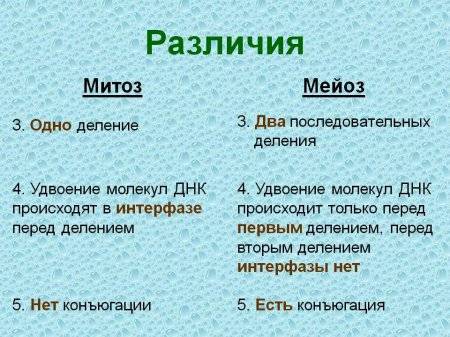 Назовите минимум один орган в человеческом теле, где происходит митоз, а в каком происходит мейоз