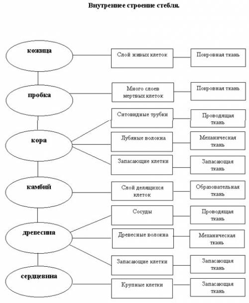 Объяснить внутреннее строение стебля