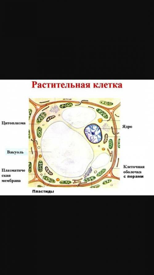 Строение растительной клетки. ткани животных