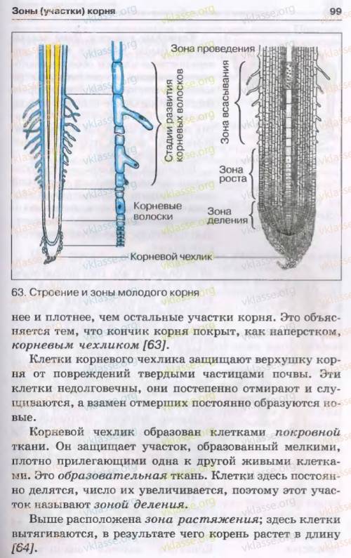 Между какими зонами распологается зона деления?