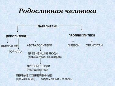 Каковы основные этапы эволюции рода homo sapiens?