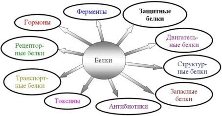 Составьте схему функции белков клетки