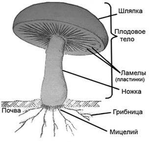 Нам по биологии задали нарисовать строение грибов: первый трубчатый второй пластинчатый (нужно нарис