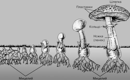 Нам по биологии задали нарисовать строение грибов: первый трубчатый второй пластинчатый (нужно нарис