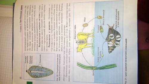 7класс расскажите про этих животных как указанно. признаки белая планария, печеночный сосальщик и бе