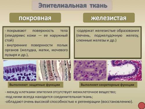 Вчем различия и общие черты у эпителиальной ткани и покровной?