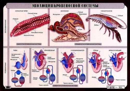 Вчём сходство и различие в строении кровеносной системы позвоночных животных?