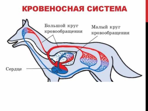 Кровеносная и дыхательная система у животных