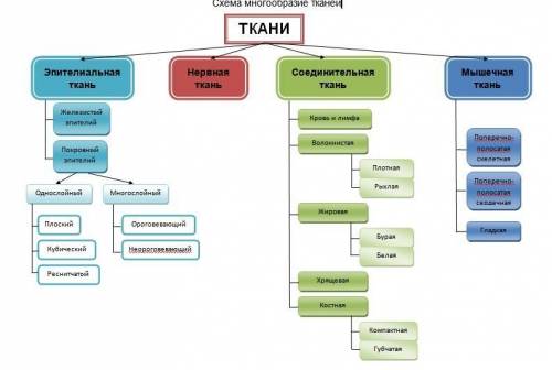 Какие ткани вы знаете? составьте и заполните схему многообразие тканей.