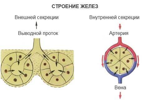 Дайте определение понятияжелезы внутренней секреции» используя рисунок на с. 48 учебника, объясните