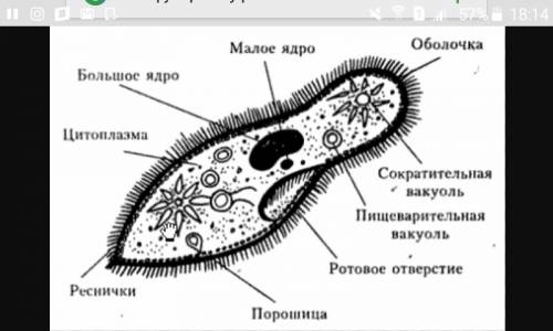 Рассмотри строение инфузории туфельки. подпиши названия частей тела