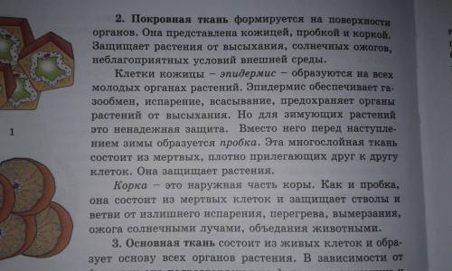 Характеристика тканей: где находится покровная ткань, приводящая ткань, механическая ткань?