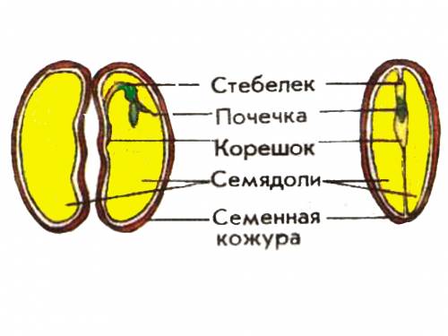 Внешние и внутренние строение семян дыни,и его основные части . по подробнее - нужна картинка семян