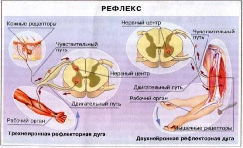 Какие механизмы регуляции работы скелетных мышц вам известны? что лежит в их основе ?