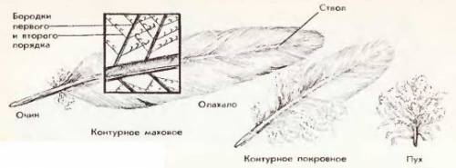 Какова структура сизого голубя? какова роль популяции голубей в эволюционном процессе