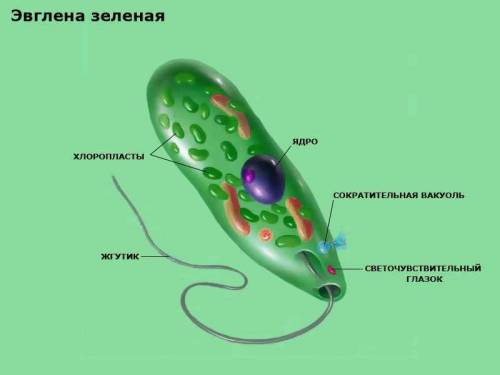 Сравните хламидомонаду и зеленую эвглену. почему хламидомонаду относят к растениям, а зеленую эвглен