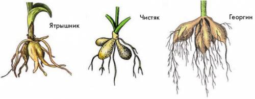 Назовите видоизмененные корни какую роль играют они в жизни растений