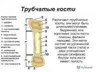 Нарисуйте схему строения трубчатой кости