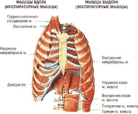 Найдите межреберные мышцы : наружные осуществляют вдох, внутренние - выдох