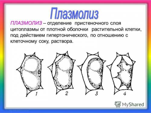 Окаких свойствах цитоплазмы можно говорить, изучая плазмолиз?