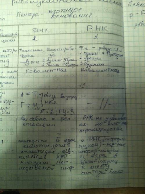 Сбиологией.заполните сравнительную таблицу по днк и рнк. признак,структура,количество цепей,азотисты