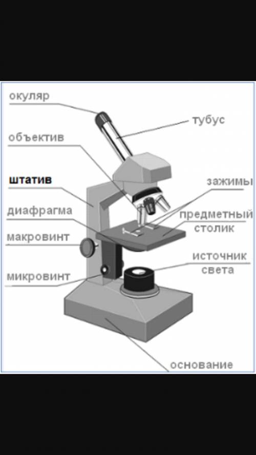 Рассмотри внимательно устройство микроскопа подпиши его составные части