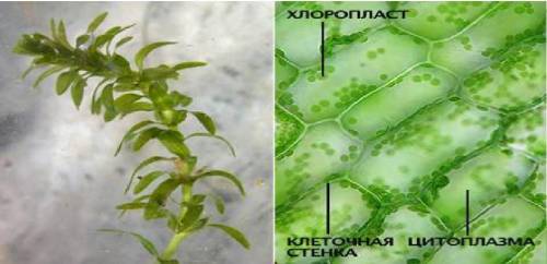 Вывод об особенностях строения листа элодеи