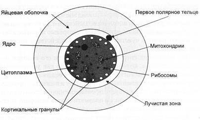 Какие органеллы размещены в цитоплазме яйцеклетки?