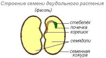 Рассмотрите и зарисуйте строение зародыша фасоли и пшеницы