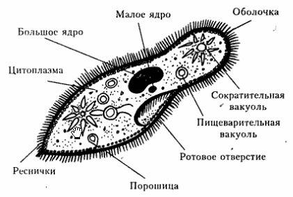 Лабораторная работа № 1. тема. строение и передвижение инфузории-туфельки. нигде не могу найти на ва