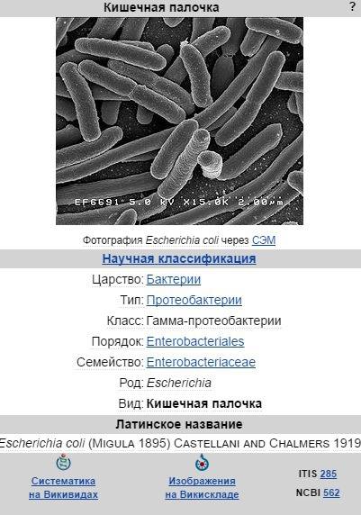 Кишечник палочка является представителем царства : растения, грибы, животные, бактерии