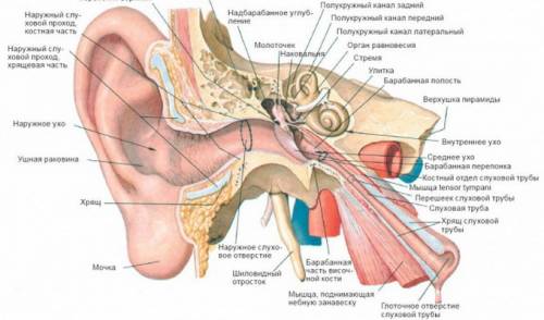 Вкакой части уха находятся слуховые косточки