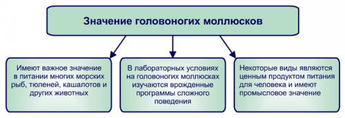 Значение головоногих моллюсков! не меньше 3 значений